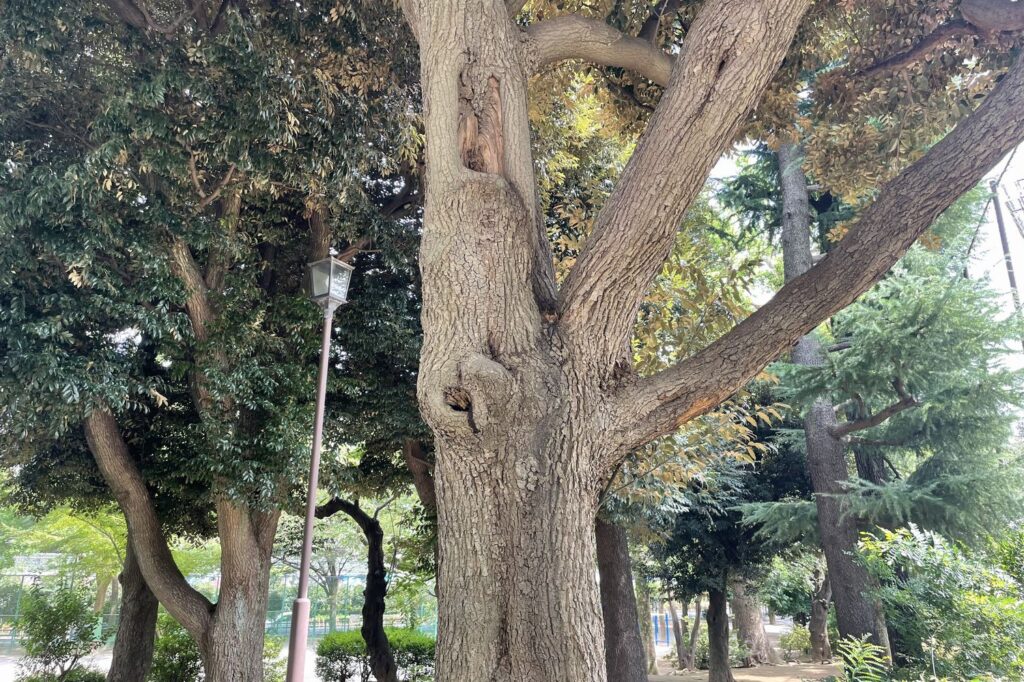 クスノキは公園や街路樹として見かけることが最も多い木の一つです。