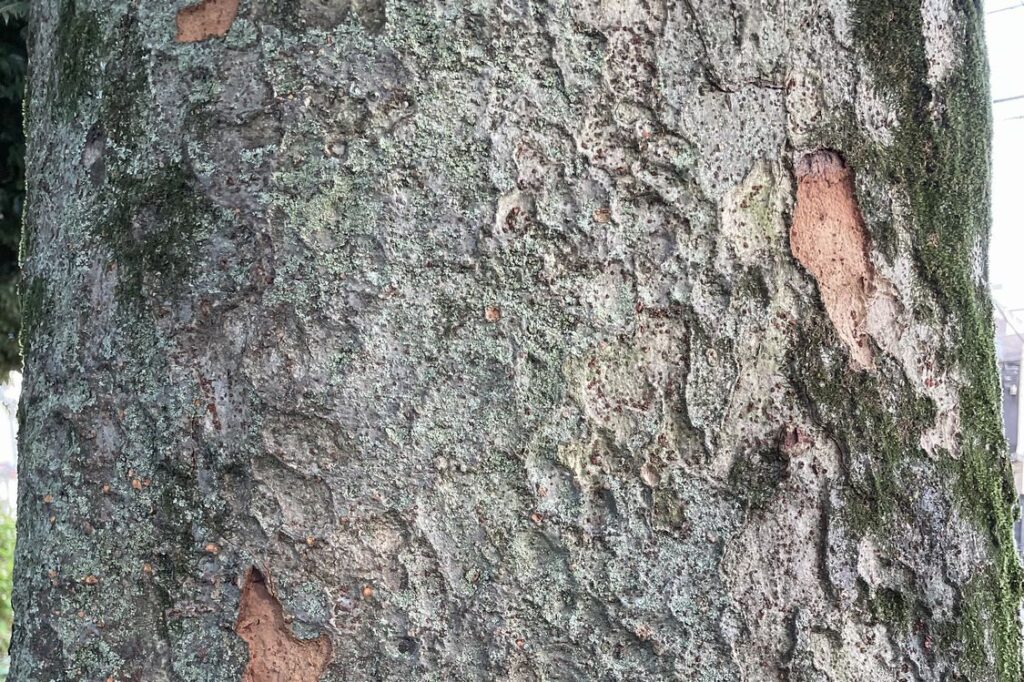 ケヤキは公園や街路樹として見かけることが最も多い木の一つです。
